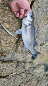 European Bass (Seabass)