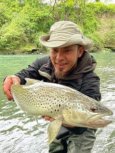 Brown Trout