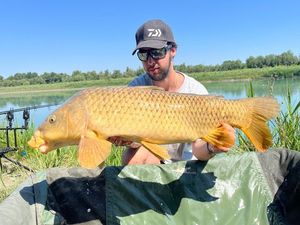 Common Carp