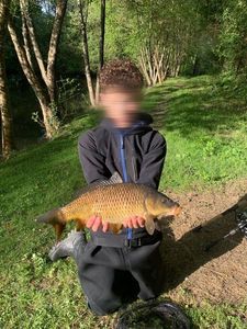 Common Carp
