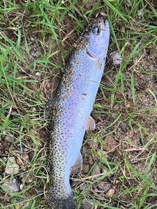 Rainbow Trout