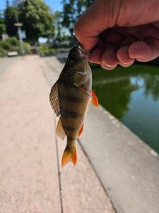 European Perch