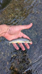 Brown Trout