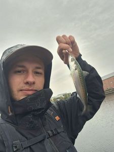 Chub Mackerel