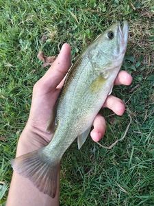 Largemouth Bass