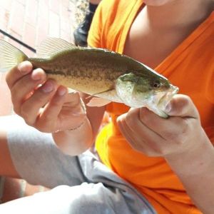 Smallmouth Bass