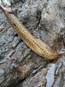 Mediterranean Moray