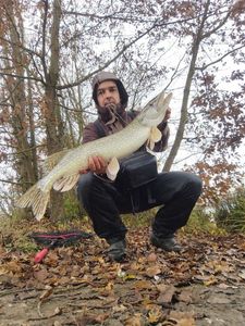 Northern Pike
