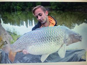 Common Carp