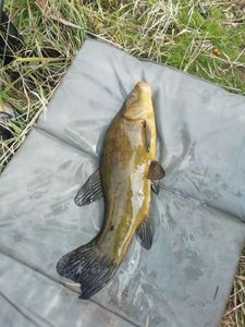 Tench