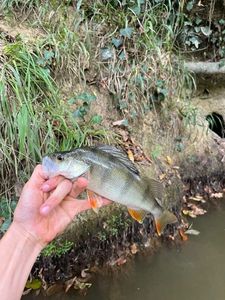 European Perch