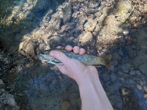 Brown Trout