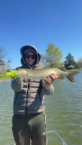 Northern Pike