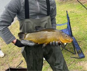 Tench