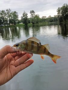 European Perch