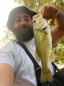 Largemouth Bass