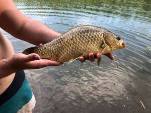Crucian Carp
