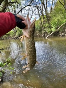 Northern Pike