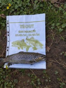 Brown Trout