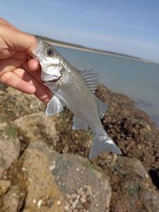 European Bass (Seabass)