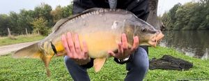 Mirror Carp