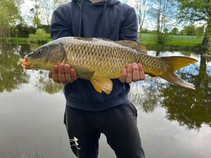 Common Carp