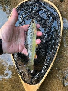 Brown Trout