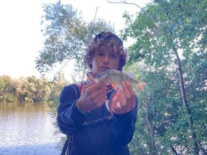 European Perch