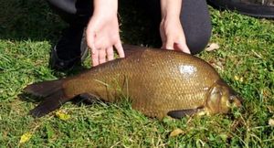 Tench