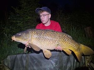 Common Carp