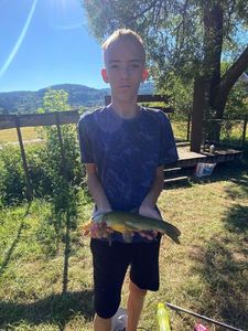 Tench