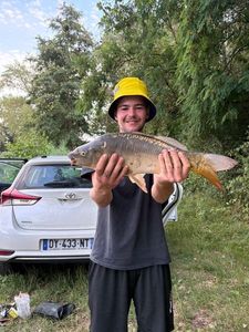 Mirror Carp