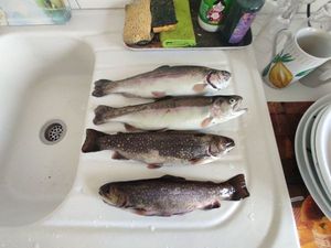Rainbow Trout