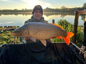 Common Carp