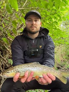 Brown Trout
