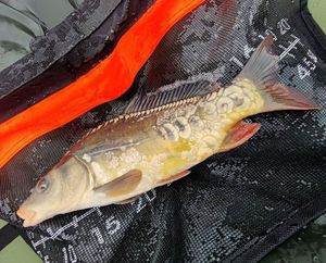Mirror Carp