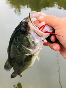 Largemouth Bass