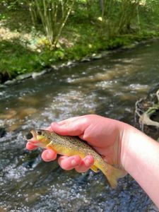Brown Trout