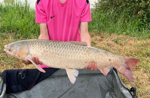 Grass Carp
