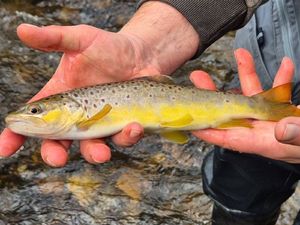 Brown Trout
