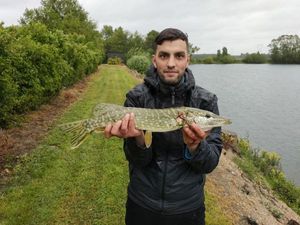 Northern Pike
