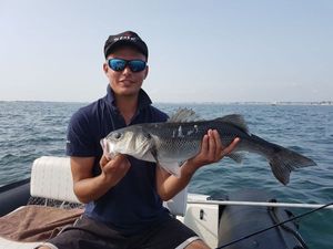 European Bass (Seabass)