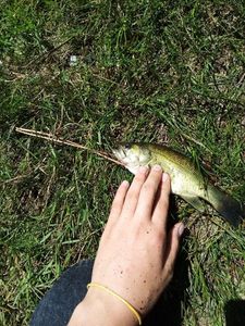 Largemouth Bass