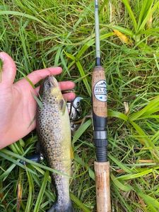 Brown Trout