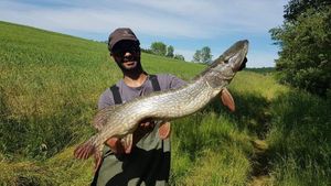 Northern Pike
