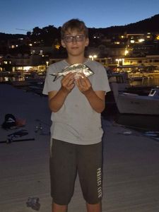 White Seabream