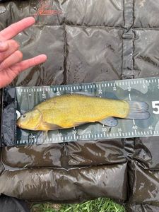 Tench