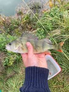 European Perch