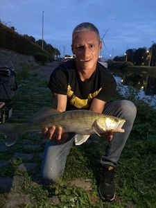 Zander