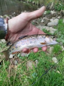 Brown Trout